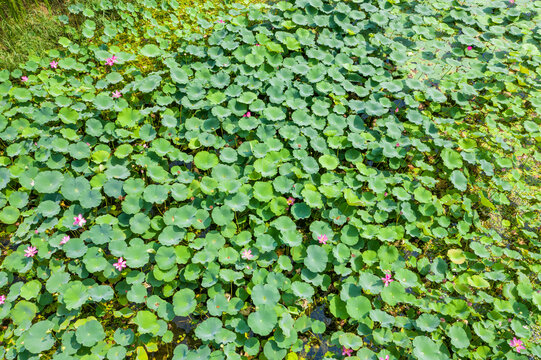 航拍郑州北龙湖湿地碧绿荷塘荷叶