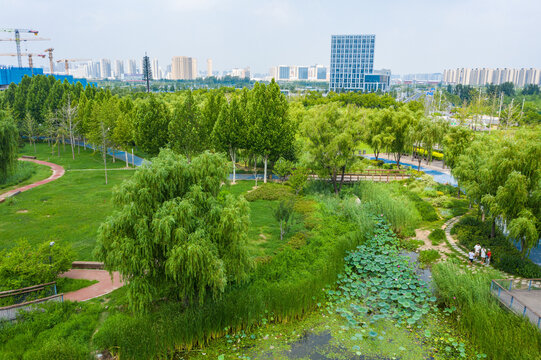 航拍郑州北龙湖湿地碧绿荷塘荷叶