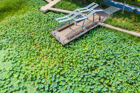 航拍郑州北龙湖湿地碧绿荷塘荷叶