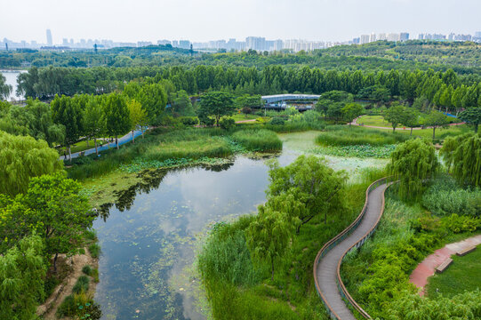 航拍郑州北龙湖湿地碧绿荷塘荷叶