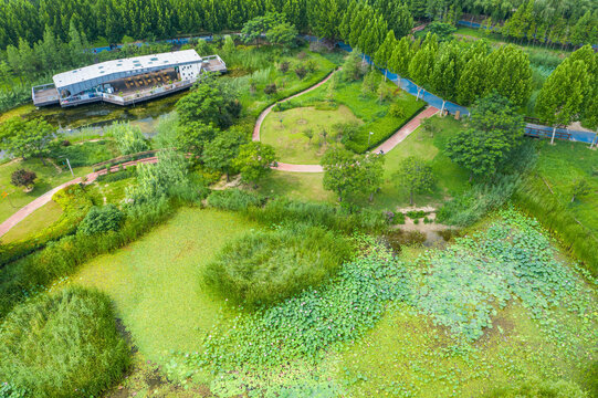 航拍郑州北龙湖湿地碧绿荷塘荷叶