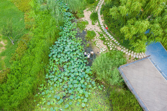 航拍郑州北龙湖湿地碧绿荷塘荷叶