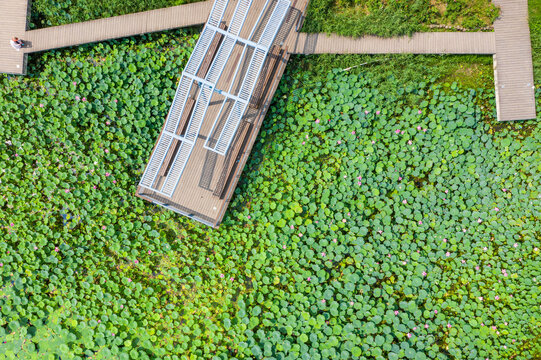 航拍郑州北龙湖湿地碧绿荷塘荷叶