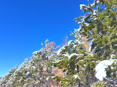 山林秋雪
