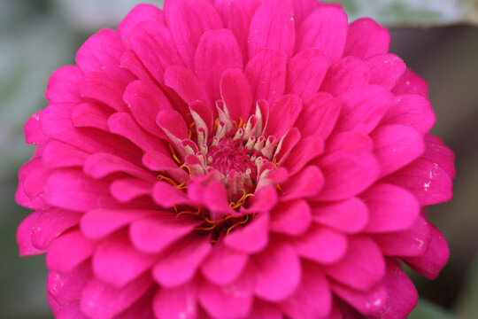 百日菊