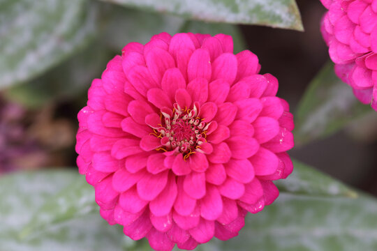 百日菊