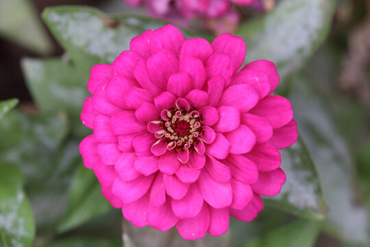百日菊