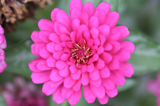 百日菊