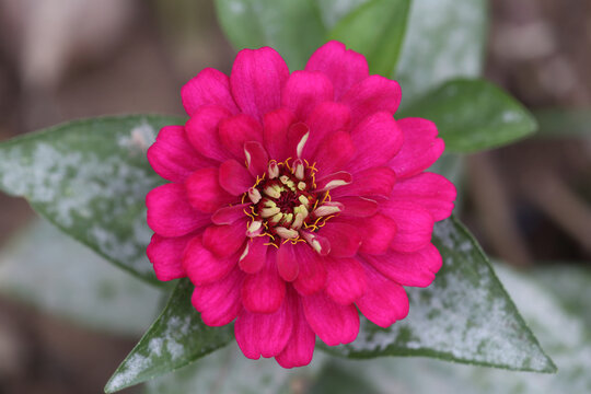 百日菊