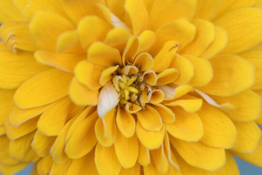 百日菊
