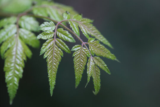 植物树叶