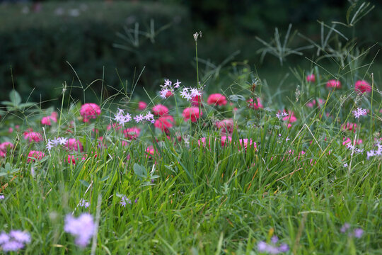 菊花系列之百日菊