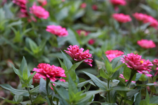 菊花系列之百日菊