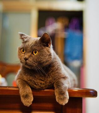 蓝猫