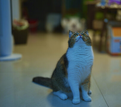 猫