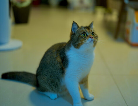 猫
