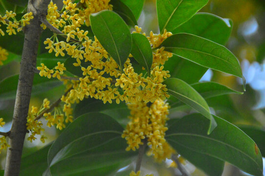 桂花枝头