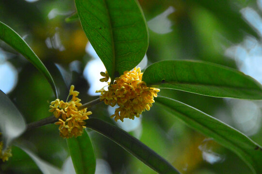 黄桂花
