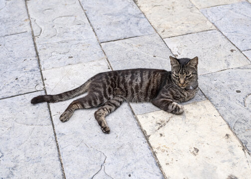 城市流浪猫