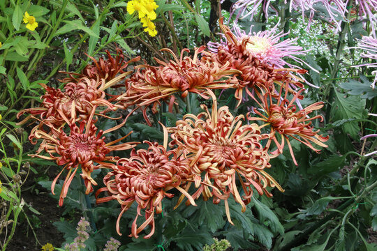 菊花