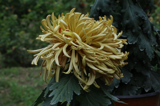 菊花