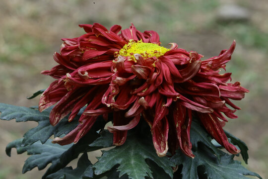 菊花