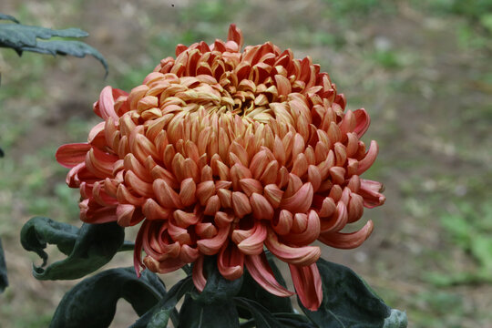 菊花