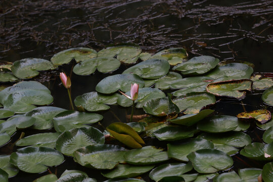 水金英与睡莲