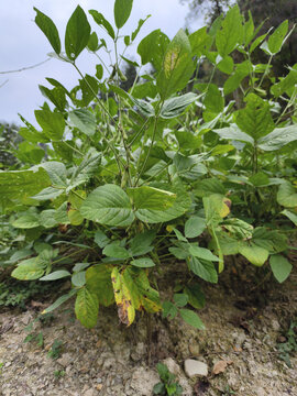 黄豆植株