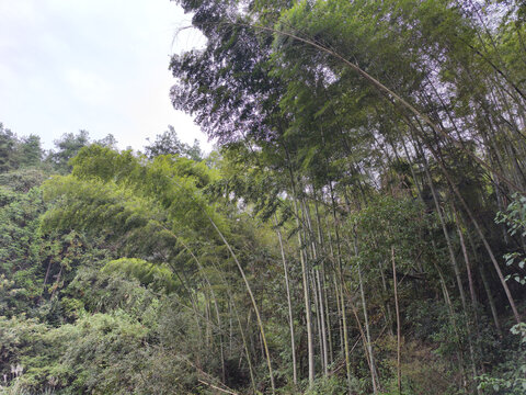茂盛的竹子