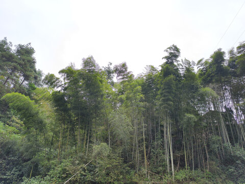 竹林