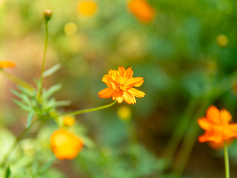 格桑花特写