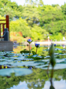 莲花