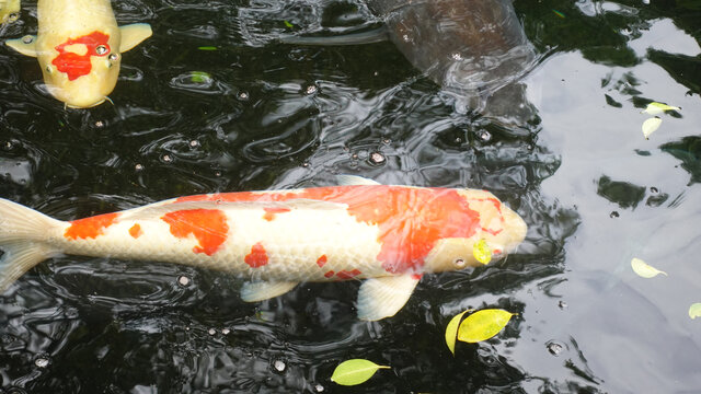 锦鲤