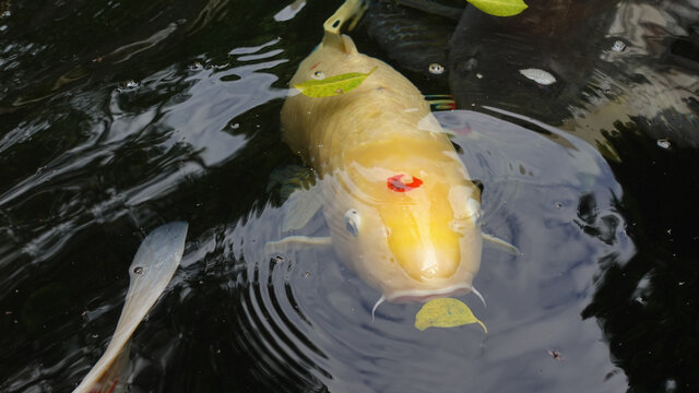 锦鲤