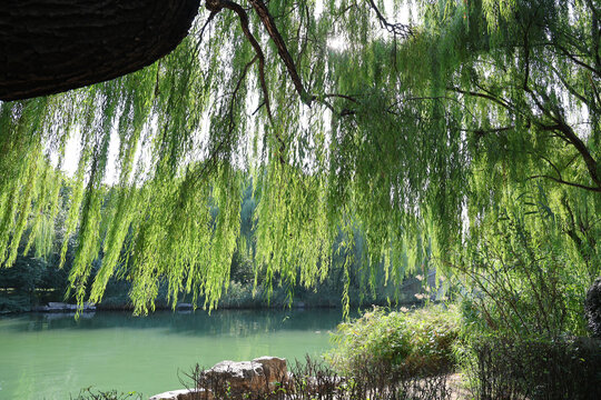 柳树柳条绿水