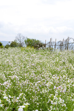 婺源梯田油菜花