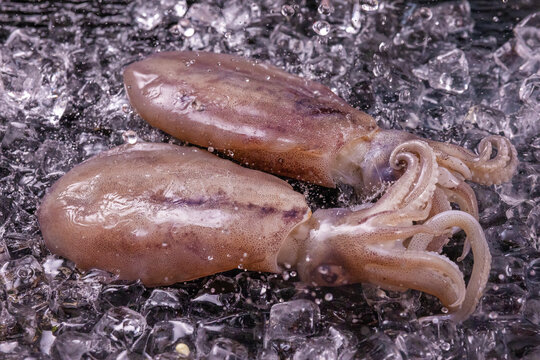 冰鲜鱿鱼
