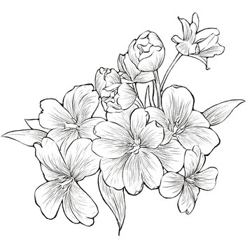 手绘郁金香线描插画