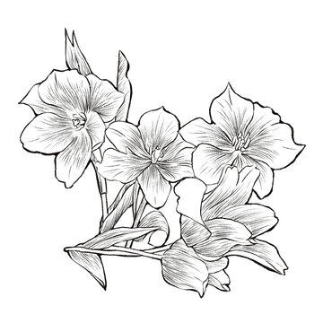 手绘郁金香线描插画