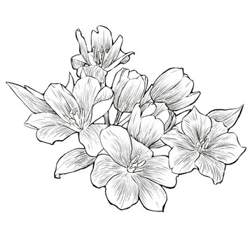 手绘郁金香线描插画