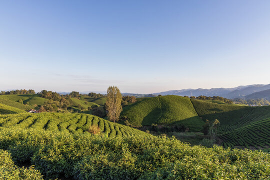 信阳毛尖茶山