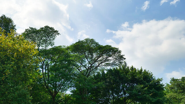 广州海珠湖公园风光