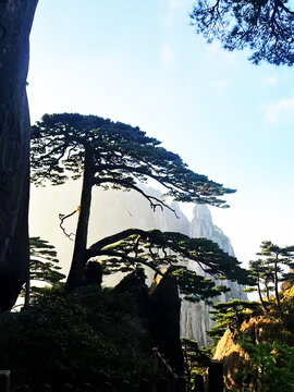 黄山迎客松