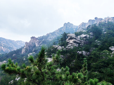 奇石松树