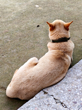 乡村田园犬