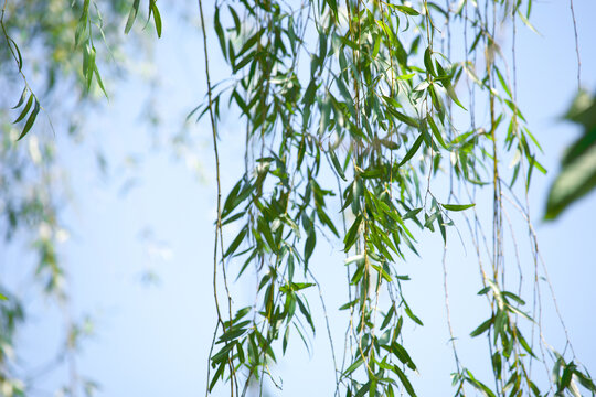 风吹杨柳枝