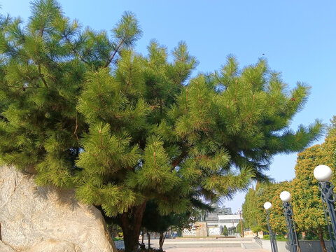 马尾松