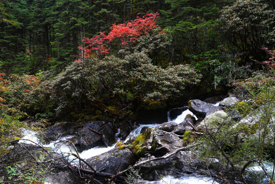 秋季山间溪水