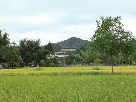 徽派乡村田野民居